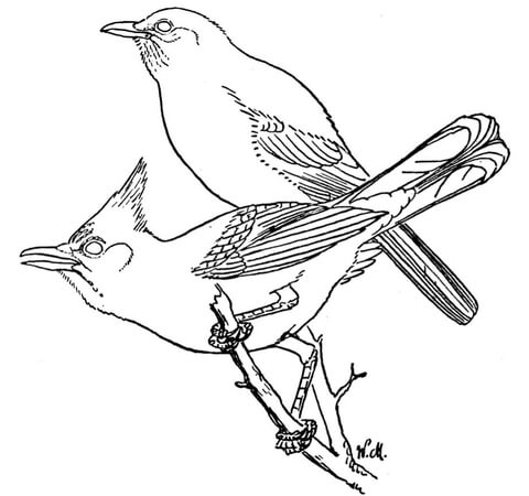 Scrub And Steller'S Jays Coloring Page